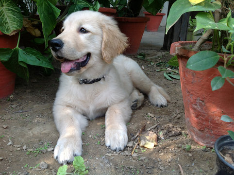 India, New Delhi, Golden Retriever puppy on first day in new home