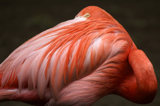 Portrait of pink flamingo 