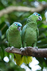 Obraz premium parrot bird