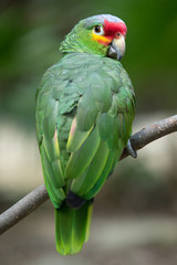 parrot