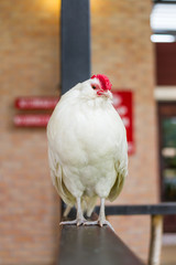 white fat chicken