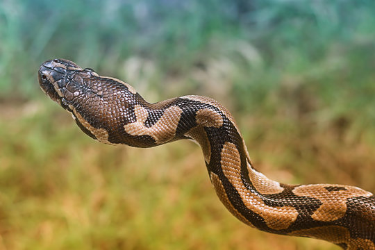 Ball Python (Python regius)