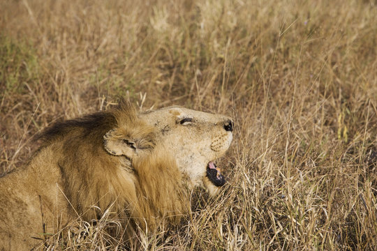 South Africa, Limpopo, Mopani District Municipality, Kruger National Park, Lion roaring