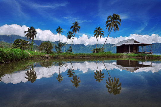 Indonesia, Padang, Maninjau Lake Area, Reflection of palm trees