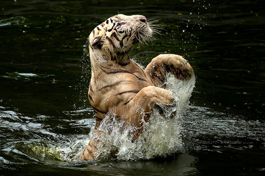Indonesia, Depok, Tiger jumping from water to catch food