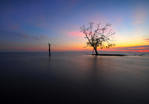 Malaysia, Selangor, Banting, Single tree on Kelanang Beach at sunset