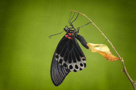 Butterfly emerging from its chrysalis, Jember, Indonesia