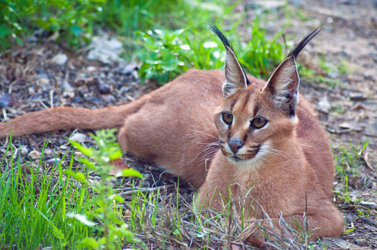 South Africa, Limpopo, Mopani District Municipality, Caracal Wild Cat