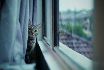 Portrait of cat sitting near window