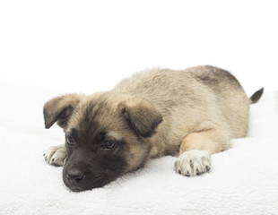 Cute puppy lying on a fluffy white blanket