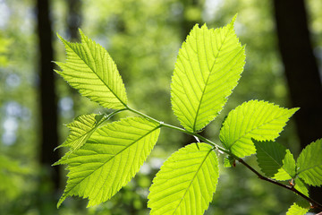 Green deciduous forest on a sunny day.