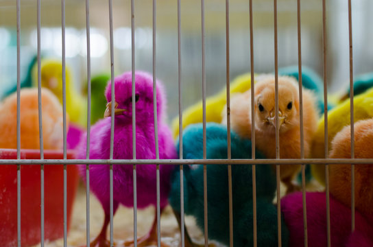 Multi-colored baby chickens