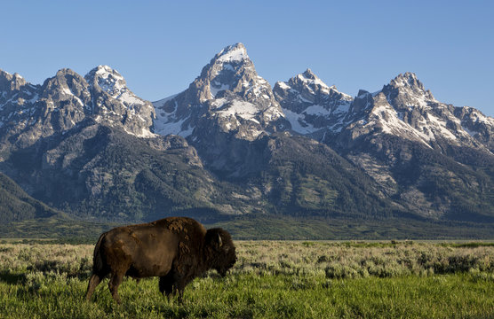 Side view of an American Bison standing in front of snowcapped mountains, Grand Teton National Park, Wyoming, USA