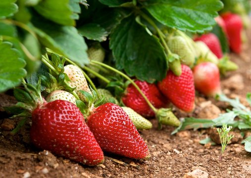 Red fresh strawberries in focal focus