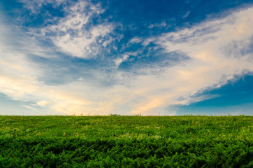 Ukraine, Kyiv, Green meadow