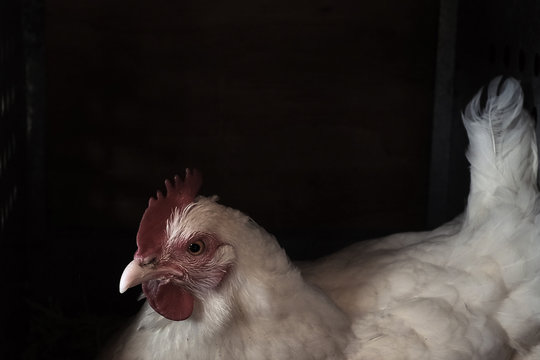 Chicken in hen house