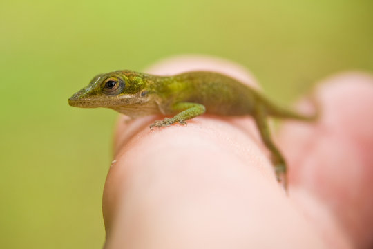 Northern Mariana Islands, Rota Municipality, Rota, Baby Gecko on hand