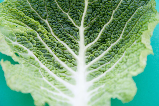 Close Up of Cabbage Leaf