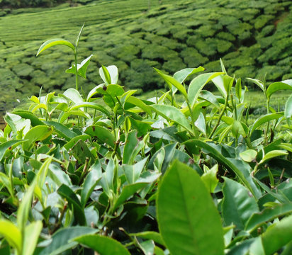 India, Kerala, Idukki, Munnar, Tea plantation