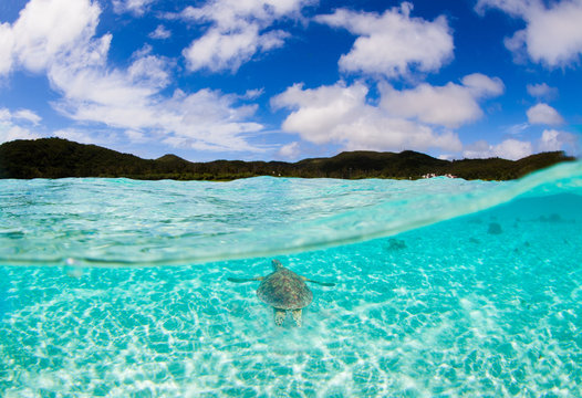 Sea turtle swimming