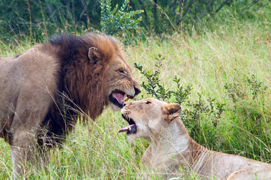 South Africa, Limpopo, Mopani District Municipality, Maruleng Local Municipality, View of African lions (Panthera leo)