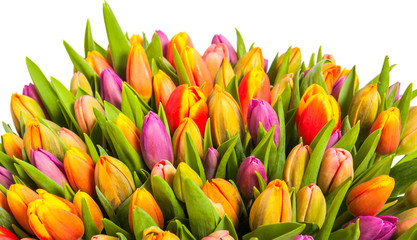 colorful bouquet of fresh spring tulip
