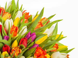 colorful bouquet of fresh spring tulip 