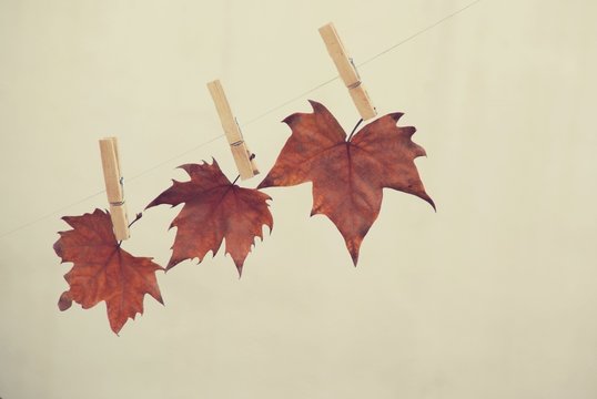 Three autumn leaves hanging with wooden pegs on rope