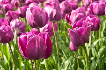 champ de tulipes en gros plan