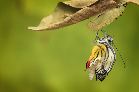 Painted Jezebel Butterfly (Delias hyparete) emerging from its cocoon, Jember, Indonesia