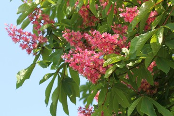 Цветущий розовый каштан (Aesculus carnea)