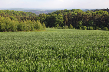 Fototapeta premium field of young wheat, rural landscape