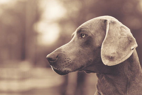 Portrait of dog