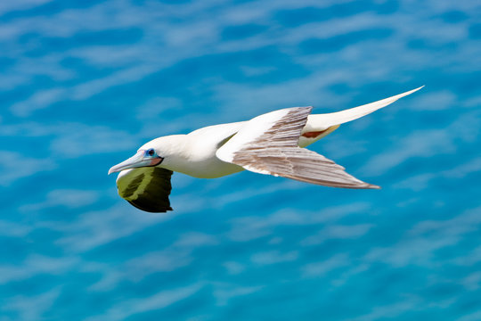 Northern Mariana Islands, Rota Municipality, Rota, Bird in flight