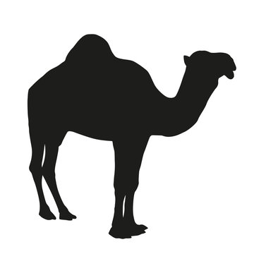 Camel vector silhouette