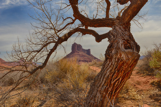 USA, Utah, Moab, Gnarly, Castle Mountain, Tree in Professor Valley