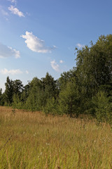 Meadow against a blue sky with white clouds.