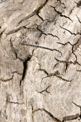 Baumquerschnitt  / Nahaufnahme einer Holzoberfläche 