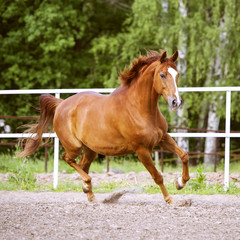 Red Trakehner horse runs trot on the green background