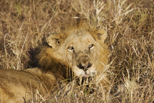 South Africa, Limpopo, Mopani District Municipality, Kruger National Park, Lion lying in long grass