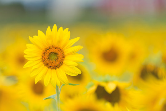 Close-up of a sunflower in a Field of sunflowers, Ottawa, Ontario, Canada