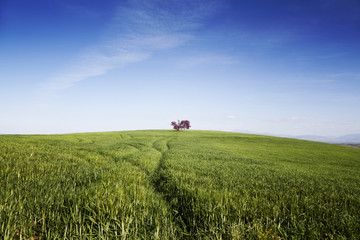 Spain, Pink tree in middle of green field