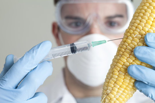 Scientist injecting corn cob