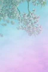 Background of flower shading from blue to pink
