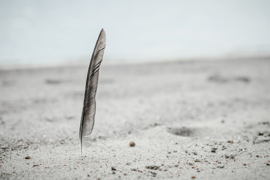Close-up of a grey feather in the sand on a beach, Norway