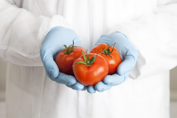 Close-up of a scientist in a laboratory coat and surgical gloves holding three tomatoes 