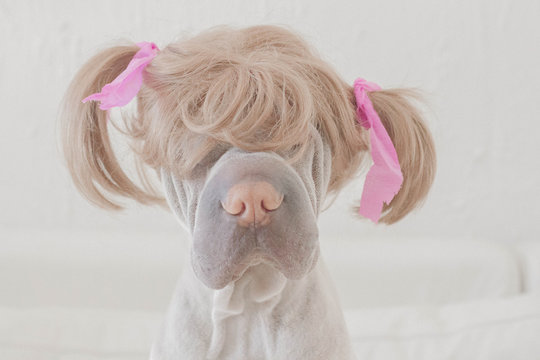 Portrait of a shar pei Dog wearing a blonde wig with pigtails