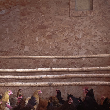 USA, Wyoming, Chickens in hen house