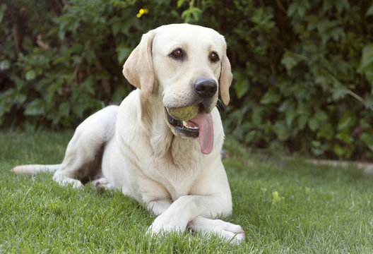 Portrait of a labrador lying on a lawn with a tennis ball in its mouth