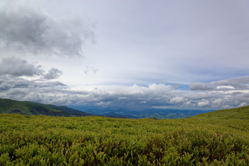 Obraz premium Meadows blueberries in the mountains. Mountain landscape.